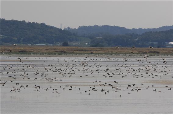 전국 주요습지 80곳에 겨울철새 45만 5천여 마리 도래